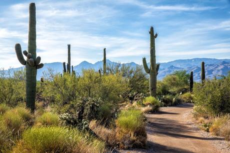 Mica-Trail-Saguaro.jpg.optimal ▷ 8 cosas increíbles que hacer en el Parque Nacional Saguaro