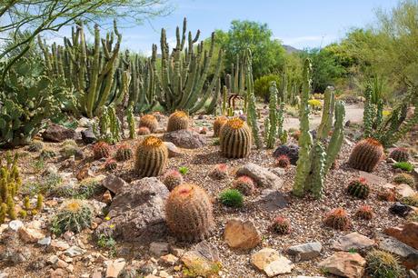 Arizona-Sonora-Desert-Museum.jpg.optimal ▷ 8 cosas increíbles que hacer en el Parque Nacional Saguaro