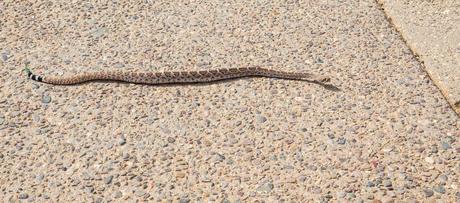 Rattlesnake.jpg.optimal ▷ 8 cosas increíbles que hacer en el Parque Nacional Saguaro
