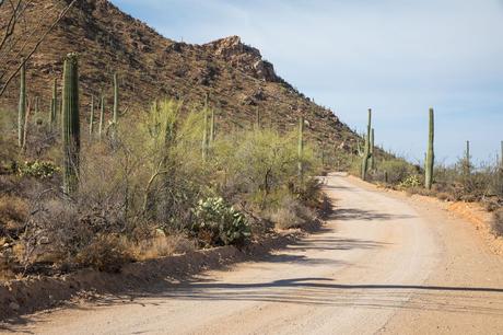 Bajada-Loop-Drive.jpg.optimal ▷ 8 cosas increíbles que hacer en el Parque Nacional Saguaro