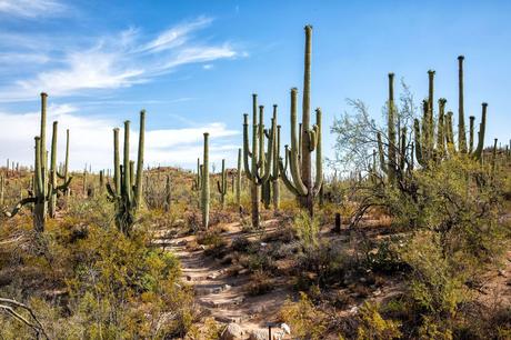 Saguaro-National-Park.jpg.optimal ▷ 8 cosas increíbles que hacer en el Parque Nacional Saguaro