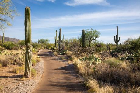 Saguaro-Arizona.jpg.optimal ▷ 8 cosas increíbles que hacer en el Parque Nacional Saguaro