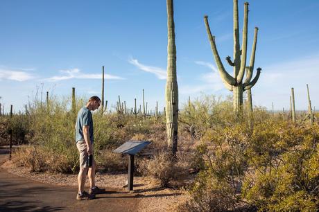 Tim-in-Saguaro.jpg.optimal ▷ 8 cosas increíbles que hacer en el Parque Nacional Saguaro