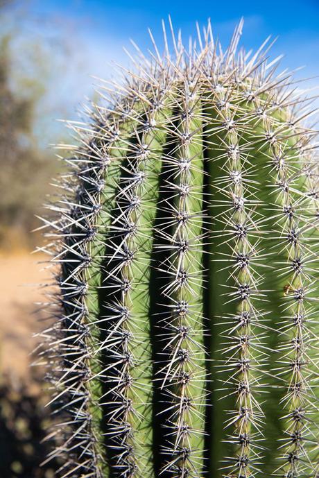 Young-Saguaro-Cactus.jpg.optimal ▷ 8 cosas increíbles que hacer en el Parque Nacional Saguaro