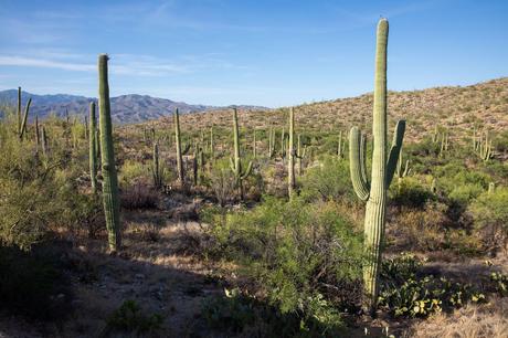 Saguaro-Cactus.jpg.optimal ▷ 8 cosas increíbles que hacer en el Parque Nacional Saguaro