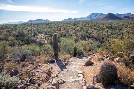 Hike-Saguaro.jpg.optimal ▷ 8 cosas increíbles que hacer en el Parque Nacional Saguaro