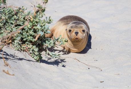 seal-bay-kangaroo-island-south-australia-2 ▷ Comenta lo más destacado del viaje de 4 días a la isla de Kangaroo por Caz