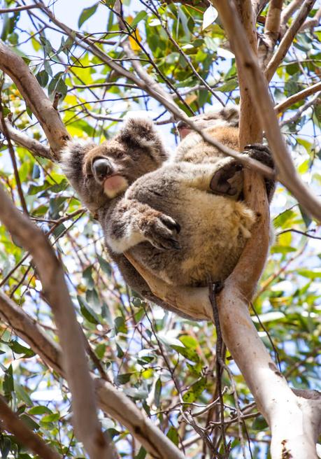 kangaroo-island-south-australia-1 ▷ Comenta lo más destacado del viaje de 4 días a la isla de Kangaroo por Caz