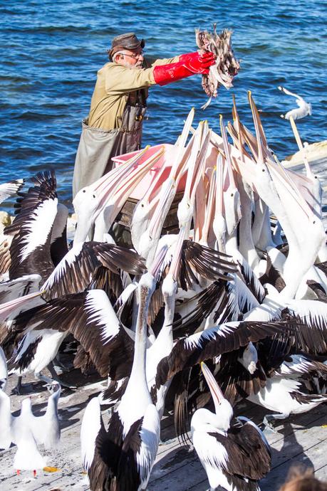 Pelican-feeding-kangaroo-island-south-australia-6 ▷ Comenta lo más destacado del viaje de 4 días a la isla de Kangaroo por Caz