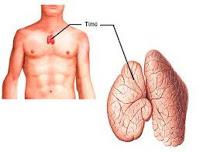 Descubren como frenar el Envejecimiento del Sistema Inmunológico