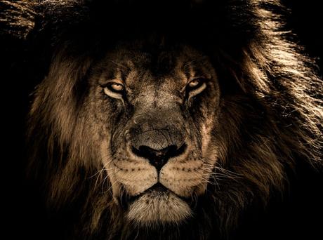 Entre leones y ardillas.. y la escala evolutiva sigue sin corregir ni identificar sus rasgos