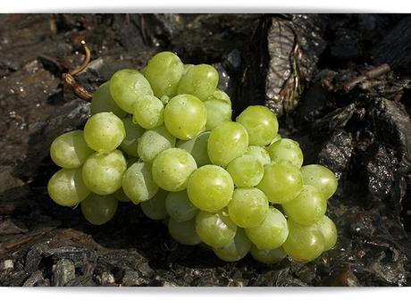 Las uvas en mal estado
