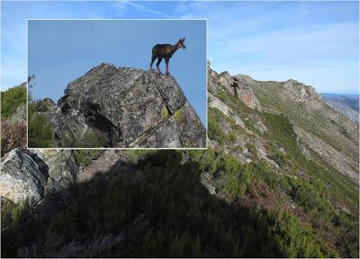 Cuña-Pol.lares-Lavandera (Vaxinas)