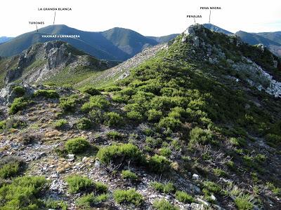 Cuña-Pol.lares-Lavandera (Vaxinas)