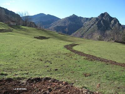 Cuña-Pol.lares-Lavandera (Vaxinas)