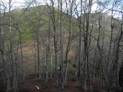Cuña-Pol.lares-Lavandera (Vaxinas)