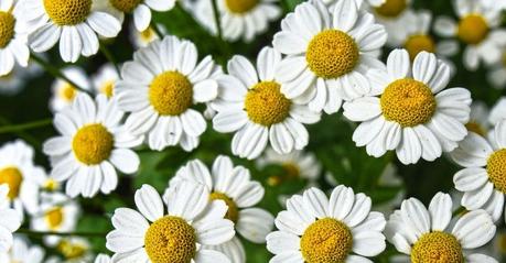 Tratamiento para la diarrea amarilla