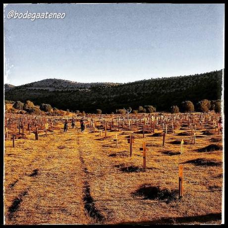 Colina Triste Blanco 2018