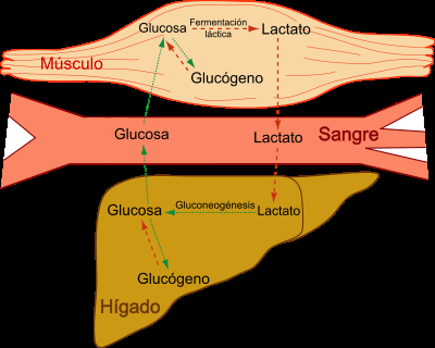 ¿Es el ácido láctico el causante del dolor muscular?