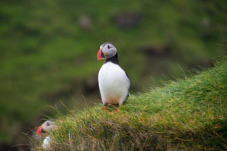 Puffins-Mykines-Faroe-Islands-3-1024x683 ▷ En busca de frailecillos en Mykines, Islas Feroe