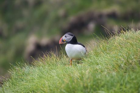 Puffins-Mykines-Faroe-Islands-5-1024x683 ▷ En busca de frailecillos en Mykines, Islas Feroe