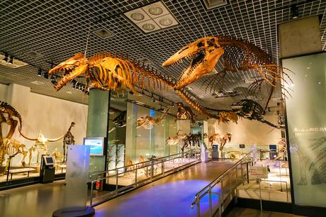 national_museum_nature_science_tokyo ▷ 10 mejores museos en Tokio