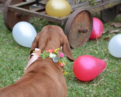 Flores y globos para Olivia: Feliz Cumple perruno
