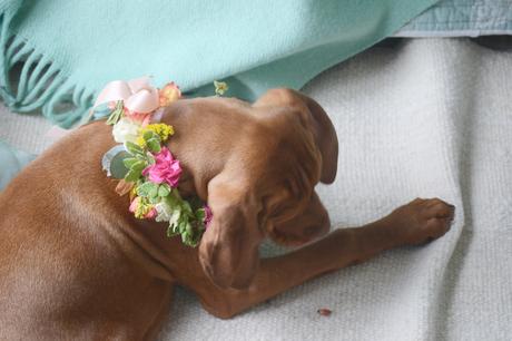 Flores y globos para Olivia: Feliz Cumple perruno