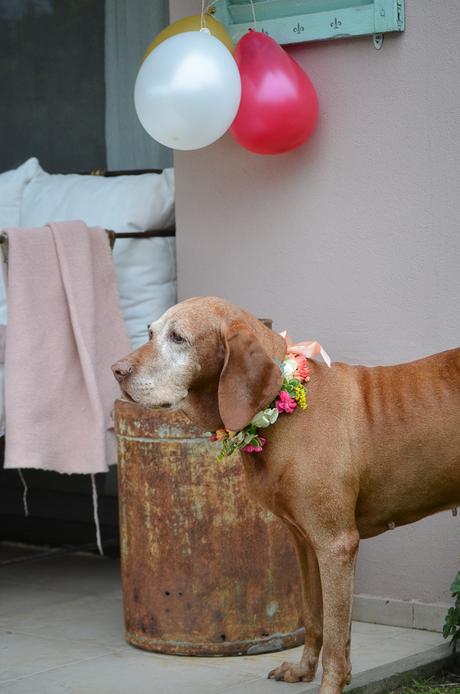 Flores y globos para Olivia: Feliz Cumple perruno