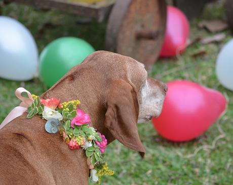Flores y globos para Olivia: Feliz Cumple perruno