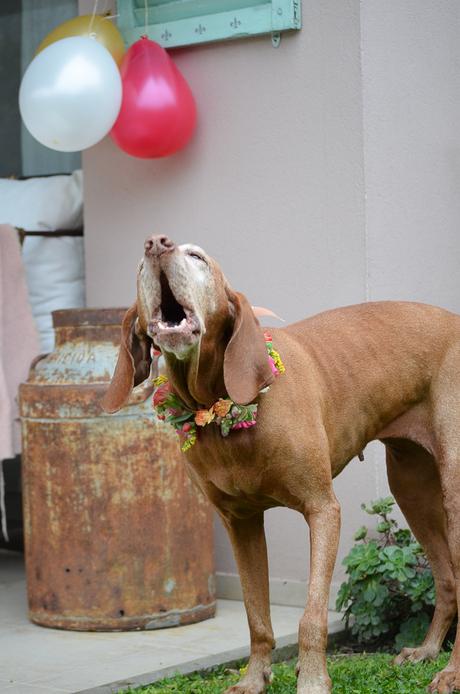 Flores y globos para Olivia: Feliz Cumple perruno
