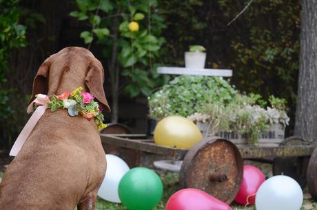 Flores y globos para Olivia: Feliz Cumple perruno