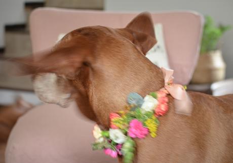 Flores y globos para Olivia: Feliz Cumple perruno