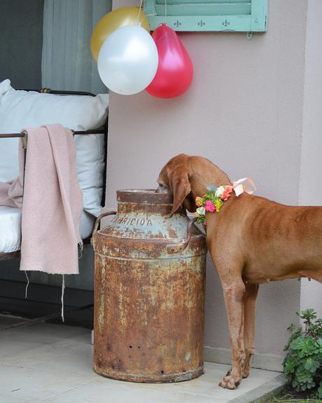 Flores y globos para Olivia: Feliz Cumple perruno