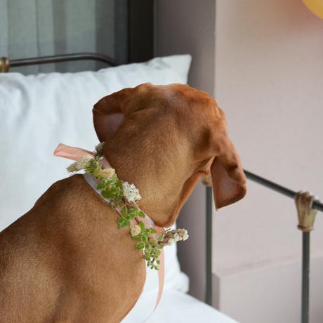 Flores y globos para Olivia: Feliz Cumple perruno