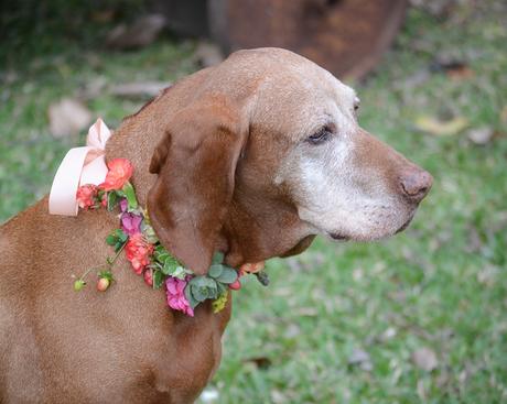 Flores y globos para Olivia: Feliz Cumple perruno