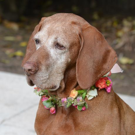 Flores y globos para Olivia: Feliz Cumple perruno