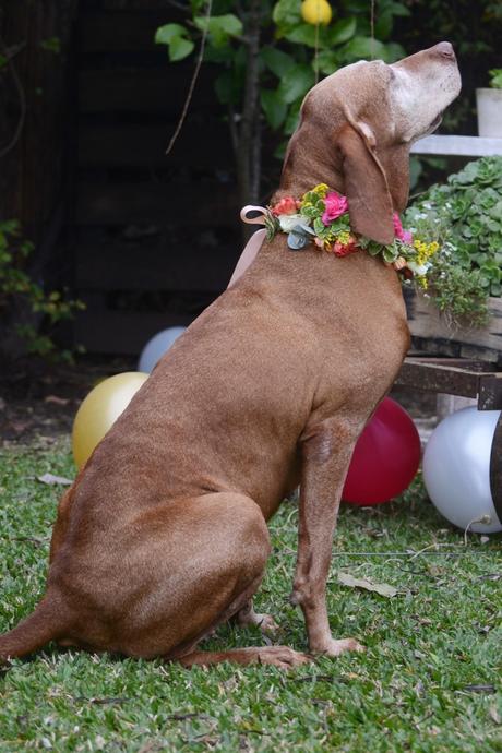 Flores y globos para Olivia: Feliz Cumple perruno