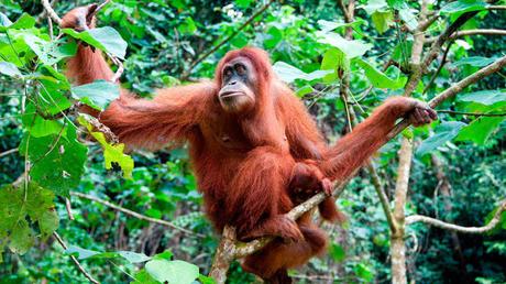 UN TRIBUNAL DECIDE QUE HAY PERSONAS NO HUMANAS