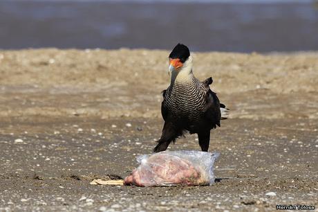 Carroñeros en la playa