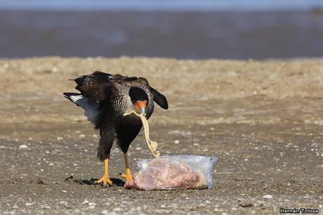 Carroñeros en la playa