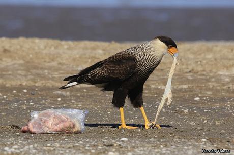 Carroñeros en la playa