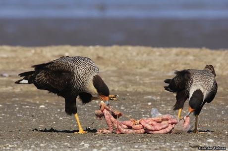 Carroñeros en la playa