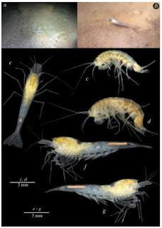 Nuevos crustáceos en cuevas de Abkhazia