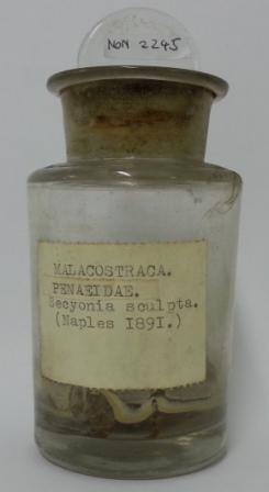 20140227_100500 Raphael Weldon, el tercer fundador de Biometrika