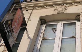 Hay que proteger los nidos de golondrinas