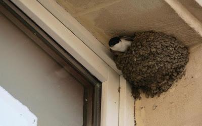 Hay que proteger los nidos de golondrinas
