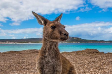 ▷ Comente sobre 6 consejos útiles para viajar por Australia en una caravana: una guía para principiantes con consejos para viajar por Australia – Sonriendo de mejilla a mejilla australia-travel-tips ▷ Comente sobre 6 consejos útiles para viajar por Australia en una caravana: una guía para principiantes con consejos para viajar por Australia - Sonriendo de mejilla a mejilla