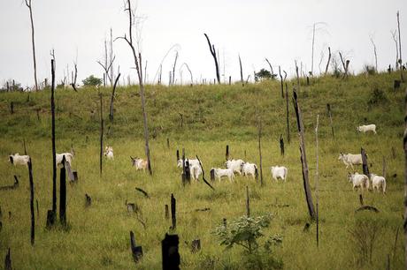 countries-that-eat-the-most-meat-cattle-deforestation-1024x683 ▷ Países que más comen carne.
