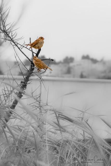 Gorriones en Jerash Viajes_Abuelohara_Jordania
